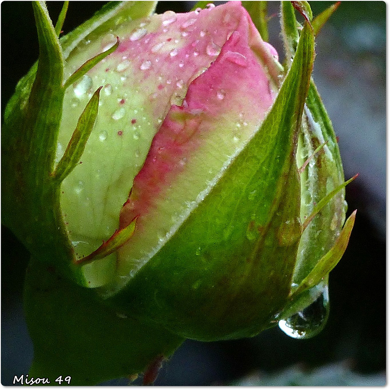 MON JARDIN