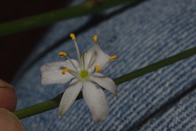 IMG 9526spiderplant