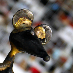 tête aux carrés °