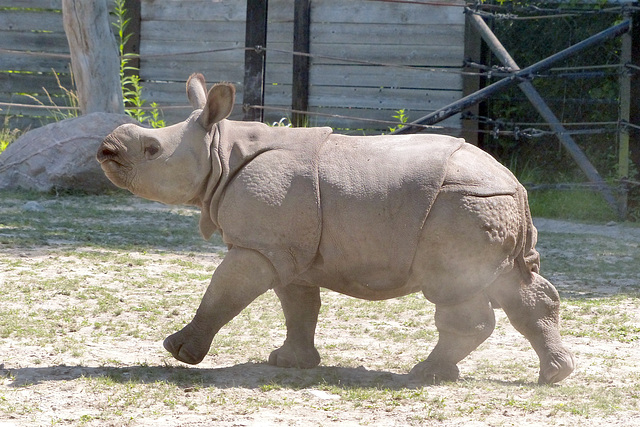 Toronto Zoo (4) - 13 July 2018