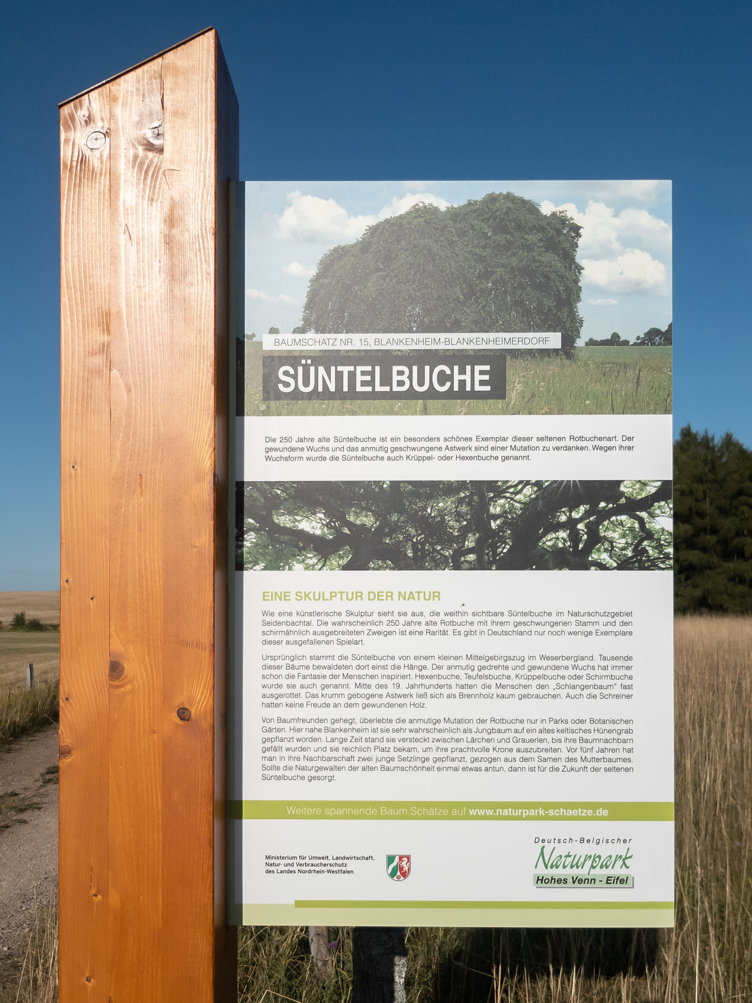 Blankenheim - Süntelbuche