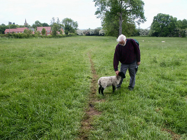 Very friendly lamb near Hoby