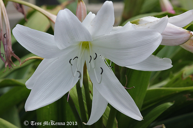 Crinum 132 copy