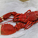 lobster 1