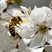Biene beim Sammeln