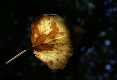 Un signe avant-coureur de l'automne