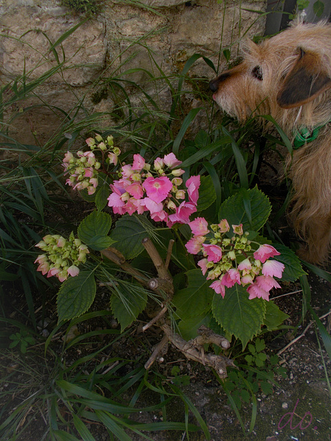 M. aux hortensias