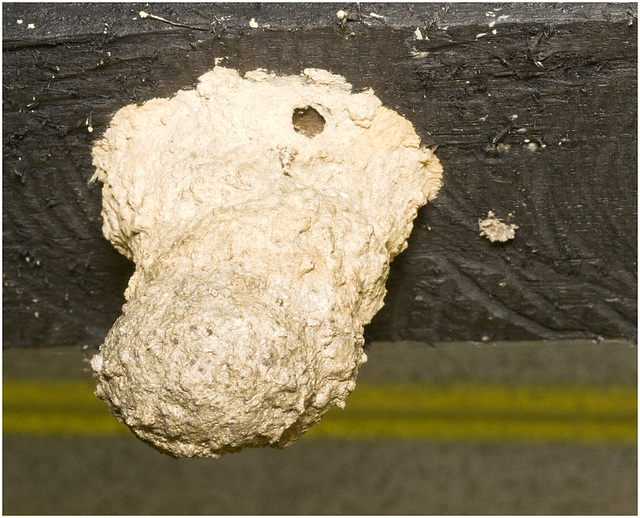 IMG 1969 Potter Wasp Nest