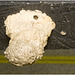 IMG 1969 Potter Wasp Nest