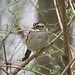 White-throated sparrow