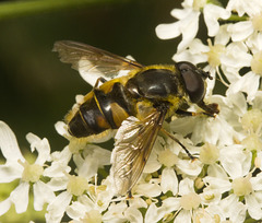 IMG 0392 Hoverfly-3-1