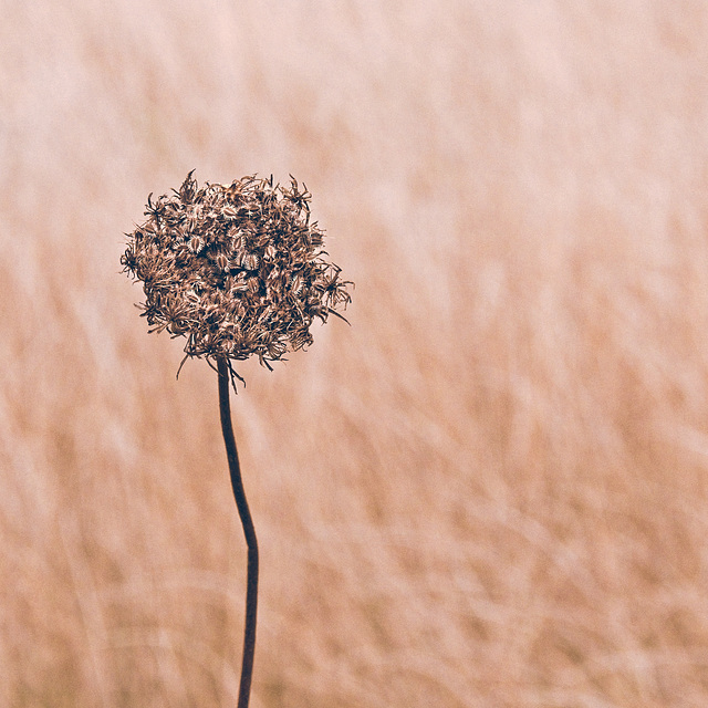 Wild Carrot Seed Head