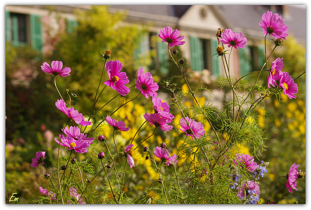 Fleurs de Giverny