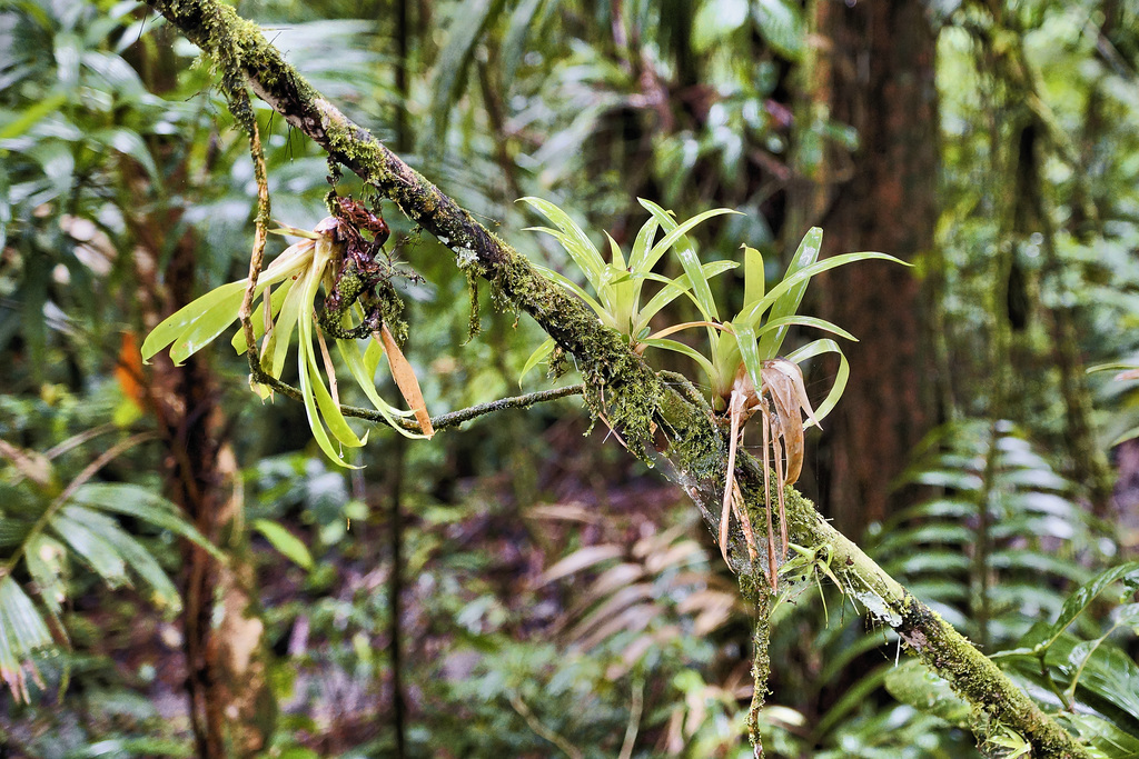 Upside Down – Rainforest Adventures Costa Rica Atlantic, Guápiles, Limón Province, Costa Rica