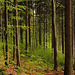 Tännesberger Wald