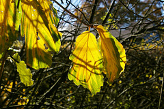Hamamelis leaves