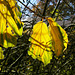 Hamamelis leaves