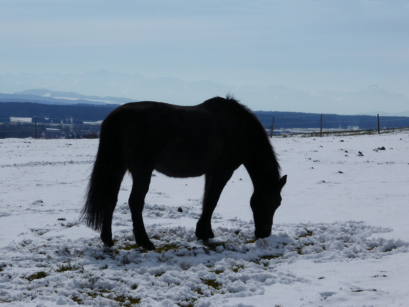 Pferd auf der Weide