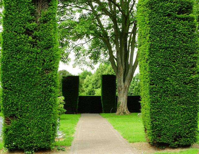 Taxus pillars