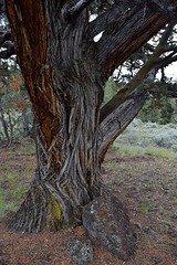 Really old Juniper tree