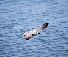 Seagull May set (62)