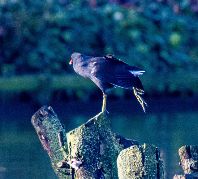 Moorhen