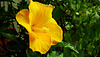 Sonnengelber Hibiskus mit Regentropfen