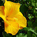 Sonnengelber Hibiskus mit Regentropfen