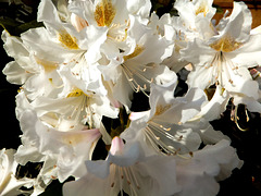 Weisser Rhododendron.  ©UdoSm