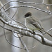 Eastern Phoebe