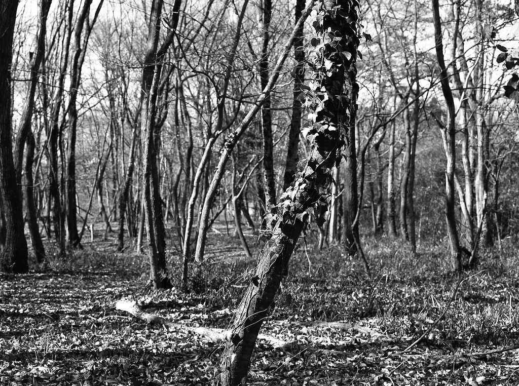 Tree with ivy