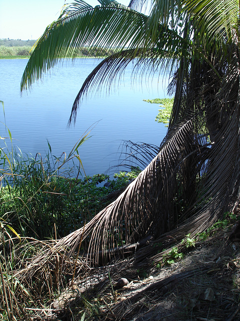 Andador laguna del tule / No-11