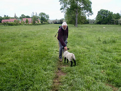 Very friendly lamb near Hoby