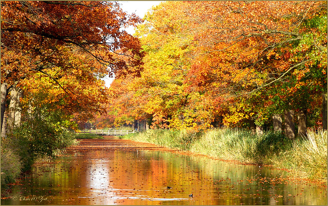 Autumnal view over the Canal...