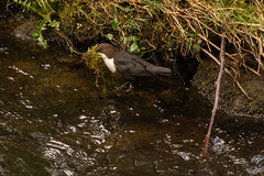 Dipper nestbuilding (2 of 2)