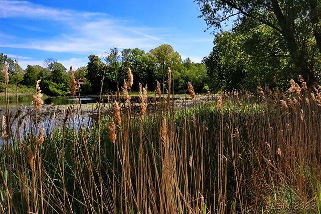 Mühlenteich Rüting