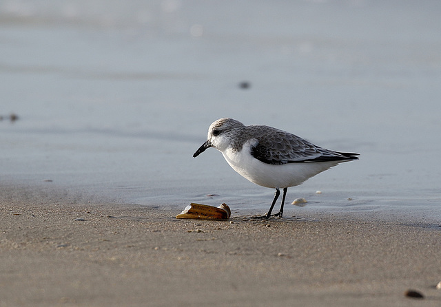 Bécasseau sanderling