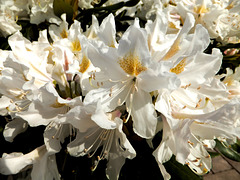 Rhododendron.  ©UdoSm