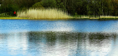 Lakeside Reeds and Grasses