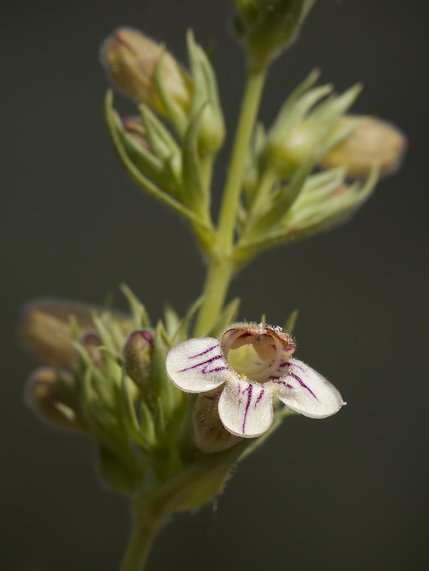 300/366: Lovely Scorched Penstemon