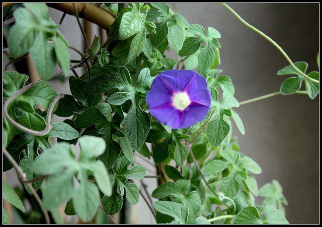 Ipomoea Kruger Park (11)