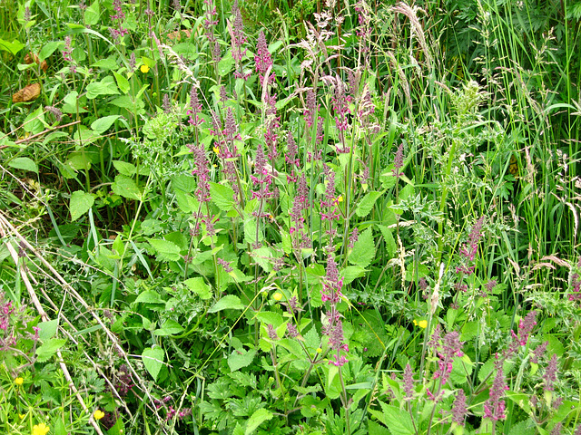 Hedge Woundwort? in Smestow Valley Nature Reserve