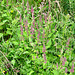 Hedge Woundwort? in Smestow Valley Nature Reserve
