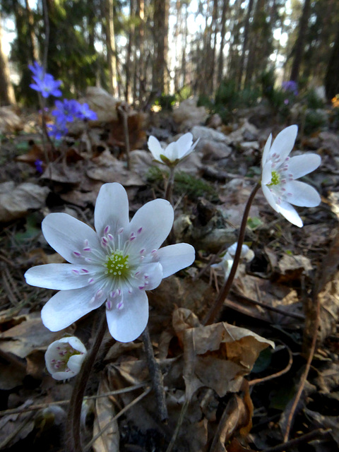 Anemone nemorosa