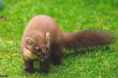 Pine Marten at close range.