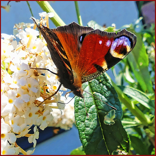 Butterfly on a flower