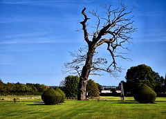 The Garden ~ Burton Agnes Hall