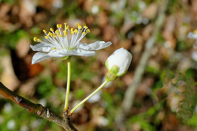 La reine blanche !