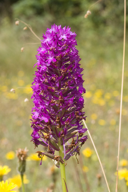 IMG 0418 Pyramidal Orchid