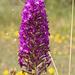 IMG 0418 Pyramidal Orchid